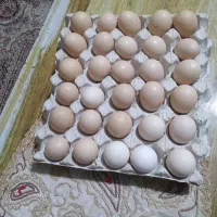 تخم مرغ محلی تازه