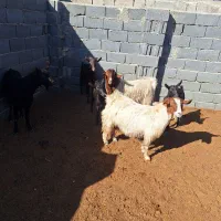 دو عدد بزغاله مور سیاه دوقلوه هستن آبستن