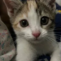 بچه گربه