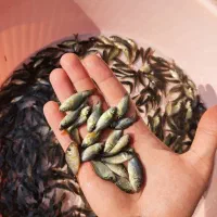 کپور طلایی اصلاح نژاد مناسب تمامی استخر ها