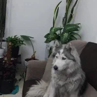 هاسکی ۳ ساله