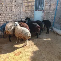 بره ماده