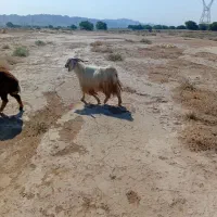 بز نر چاق
