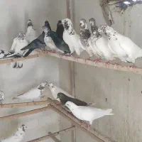 کبوتر کاشان