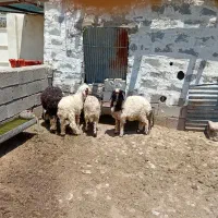 گوسفند