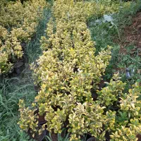 شمشاد طلایی سبز نعنایی سبز یاس