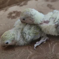 جوجه کوتوله برزیلی