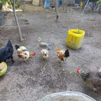 دوعددخروس گلین لری  آواز خوان در آبی بیگلو