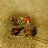 مرغ تخمی