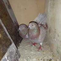 کبوتر فروشی با اصالت