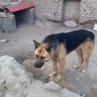 سگ ژرمن|سگ|فریمان, |دیوار