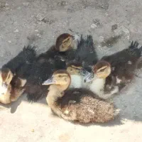 اردک اسراییلی ۲ماهه