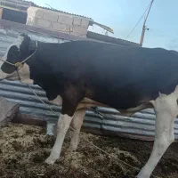 گوساله