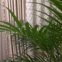 والان پرده
