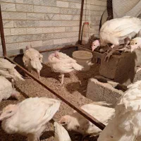 نیمچه بوقلمون بیوتی۶