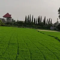 بذز اماده نشا