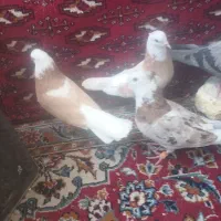 کفتر|پرنده|نائین, |دیوار