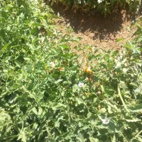 کاه دیم سفید