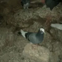 کبوتر فروشی