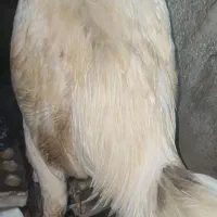خروس لاری