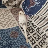 مرغ عشق|پرنده|نقده, |دیوار