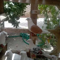 کبوتر