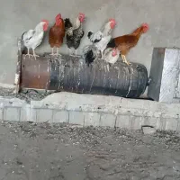خروس
