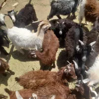 کهر سبک نر وماده