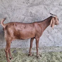 بزپاکستانی آبستن سنگین