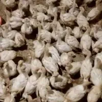 جوجه بوقلمون بیوتی