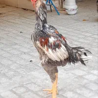 یک خروس دوتامرغ لاری