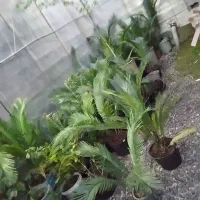 سیکاس