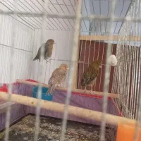 چندتا ماده قناری دونه ۱۵۰۰