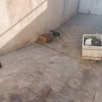 واگزری سگ شیتزو