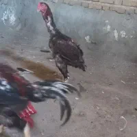 لاری، معاوضه و فروش