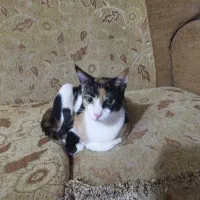 واگذاری  رایگان گربه ماده یکساله