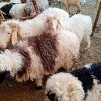 دو عدد بره یک نر یک ماده به فروش می رسه