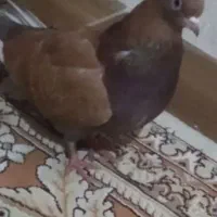 کفتر