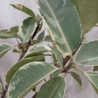 گل. طبیعی. قلمه گل  آب خوان سفالی