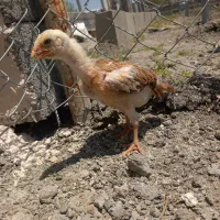 جوجه لاری معاوضه با قناری نر