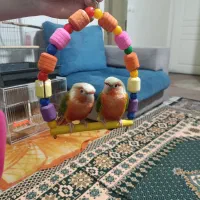 طوطی گرینچیک