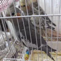 سه عدد عروس هلندی دستی سالم