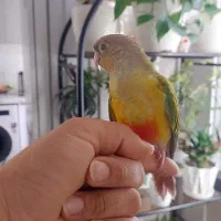 گرینچیک گمشده|حیوانات|شیراز, ریشمک|دیوار