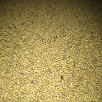 فروش بذر یونجه