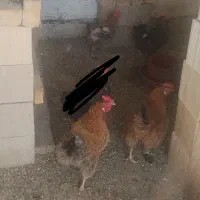 مرغ رسمی خانگی