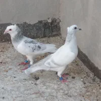نرمینا ماده پاکستانی