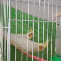 عروس هلندی لوتینو جفت مولد