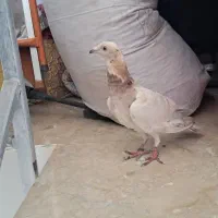 فروش کفتر