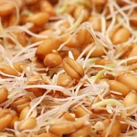 جوانه گندم ( آرد نشده)