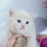 بریتیش|گربه|مشهد, نوید|دیوار